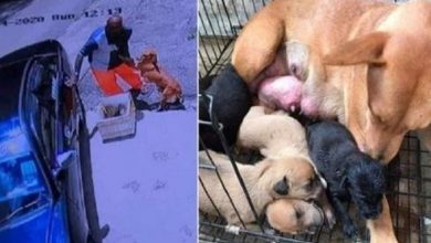 Photo of Sick mother dog pleads man to not abandon her and her newborn puppies in a heartbreaking footage