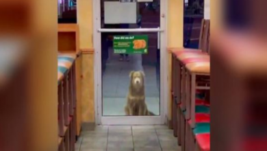 Photo of This Abandoned Dog Comes Back Every Night For Her Free Meal At The Sandwich Shop