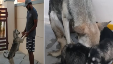 Photo of Mother Dog Begs Man To Save Her Puppies And Take Care Of Them