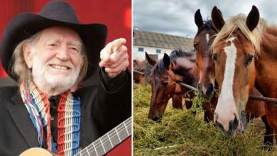 Photo of Willie Nelson rescued 70 horses from a slaughterhouse to let them roam freely at his Texas ranch