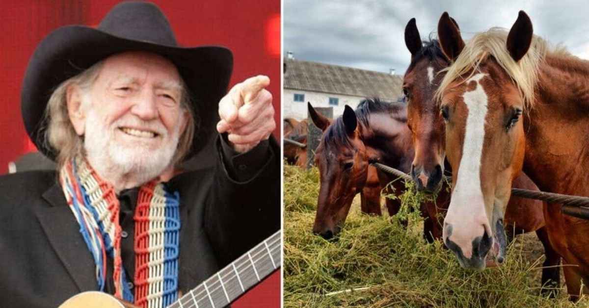 Willie Nelson rescued 70 horses from a slaughterhouse to let them roam freely at his Texas ranch