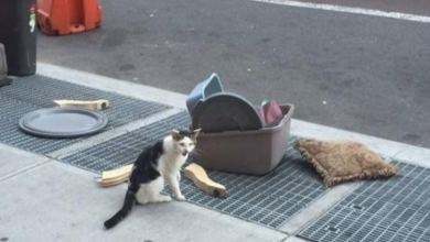 Photo of Someone Du.mpe.d A Cat On The Street With His Litter Box