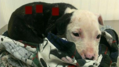 Photo of Injured Pit Bull Puppy Saved From Fire Is Now An Official Firefighter Himself