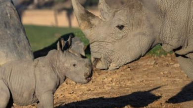 Photo of Baby Rhino Born at San Diego Zoo Safari Park in Time to Celebrate World Rhino Day