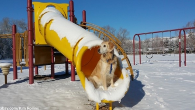 Photo of Little Dog Won’t Stop Going Down The Slide At Amusement Park