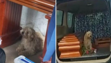 Photo of Loyal little dog refuses to leave late owner’s side at her funeral