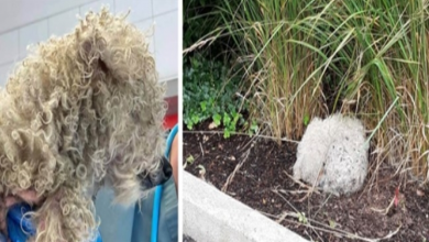 Photo of If only he could talk: Blind senior dog found ‘curled up in a little ball by the roadside’