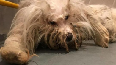 Photo of Stray Dog Can’t Stop Smiling After Rescuers Shave Off His Matted Fur