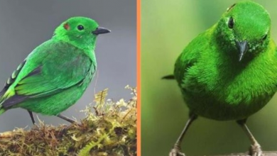 Photo of Meet The Glistening-Green Tanager, The Bird So Bright, It Can Glow In The Dark