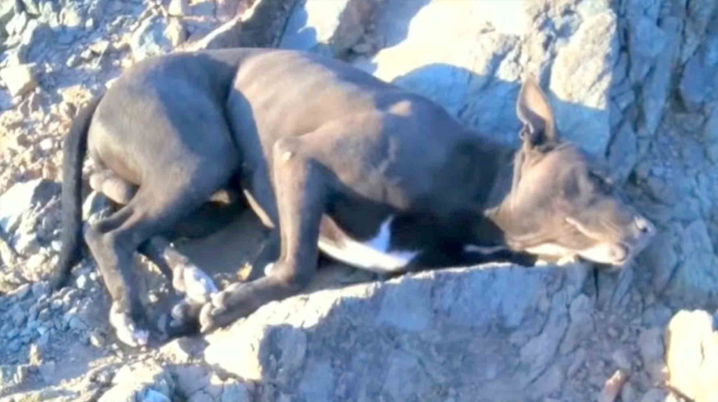 Hiker Finds Dying Dog With Bullet Wounds, Carried Him For An Hour To Find Help