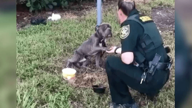 Photo of Dog Tied To Pole Reaches Out Paw To Cop Who Came To Save Him