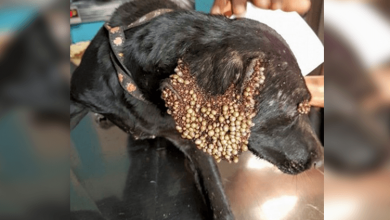 Photo of Ticks nearly killed this dog until rescuers came to her aid