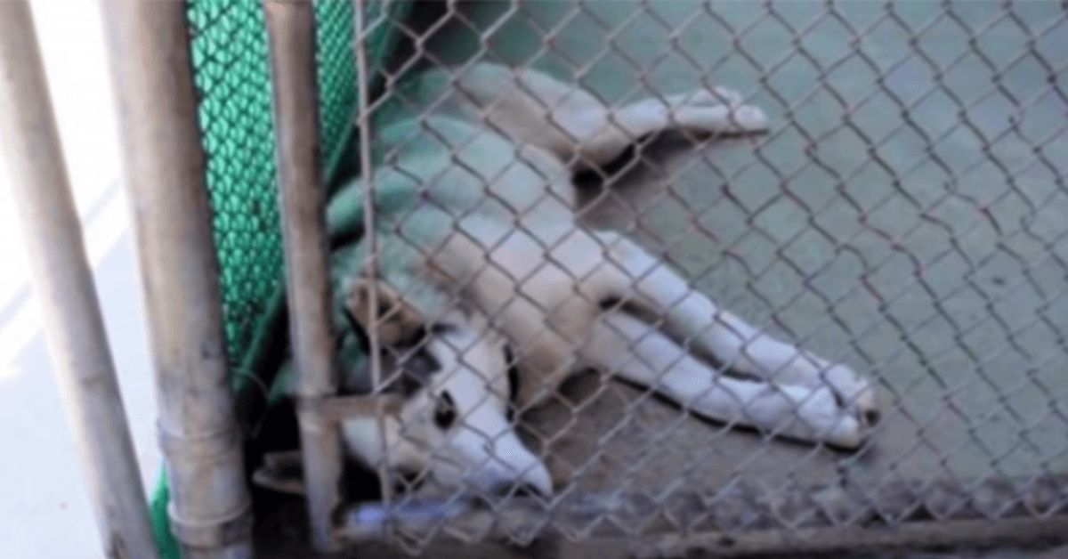 She Thought He Was Another ‘Abuse’ Case, But His Microchip Scan ‘Freaked Her Out’