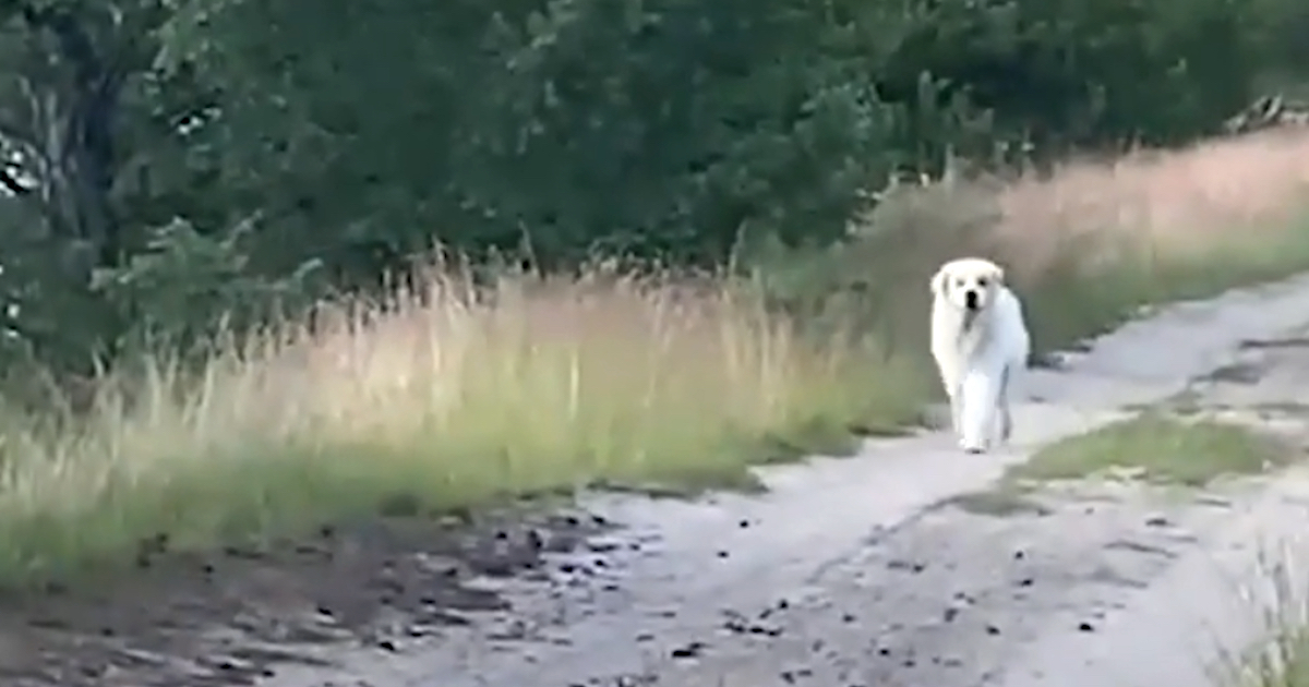 They’re Losing Hope Of Finding Their Pet When Big White Dog Appears In The Road