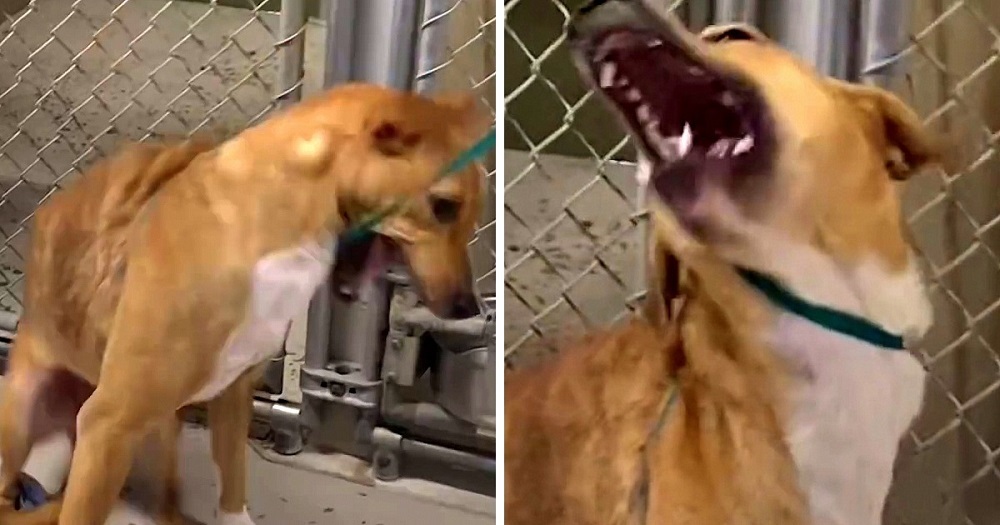 Dog With Broken Bones Shudders At Human Touch, But A Woman Begs For Her Trust