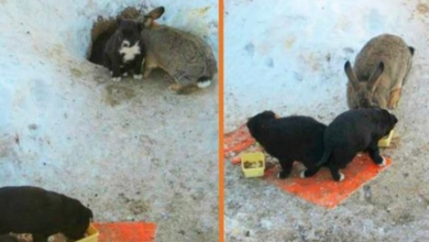 Photo of Rabbit Adopts Three Stray Puppies, Protects Them, Keeps Them Fed And Warm