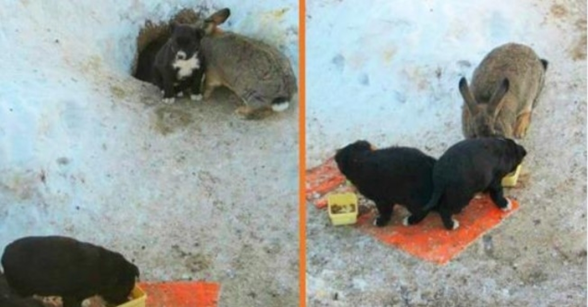 Rabbit Adopts Three Stray Puppies, Protects Them, Keeps Them Fed And Warm