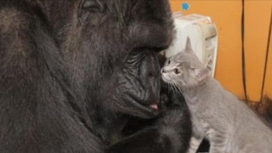 Photo of Koko the Gorilla, Who Mastered Sign Language And Loved Kittens, Dies
