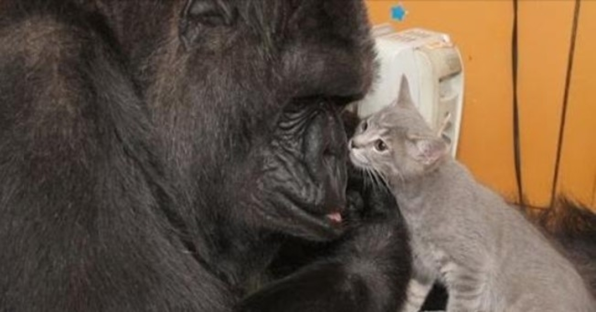 Koko the Gorilla, Who Mastered Sign Language And Loved Kittens, Dies