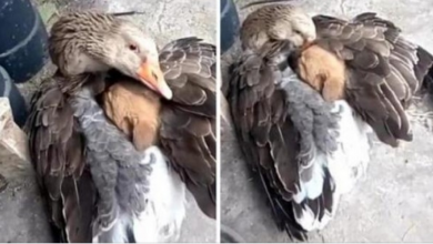 Photo of Heartwarming Scene of a Goose Keeping a Puppy Warm With its Wings After it is Abandoned on The Street