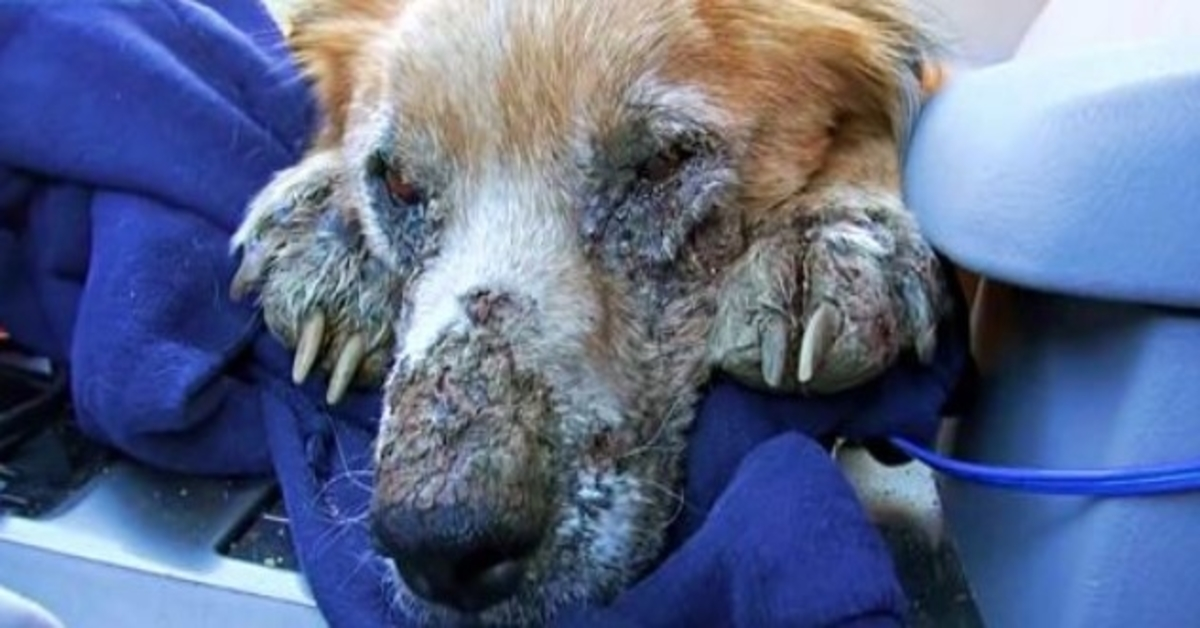 Ailing Homeless Dog Closed His Eyes, Knowing He Was Finally Safe For First Time