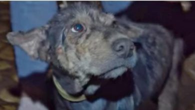 Photo of Feeble Dog Chained Up For 5 Years Wept As Rescuer Held Her Face In Her Hands