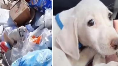 Photo of Puppy Thrown Out At Garbage Dump Has Best Life Now