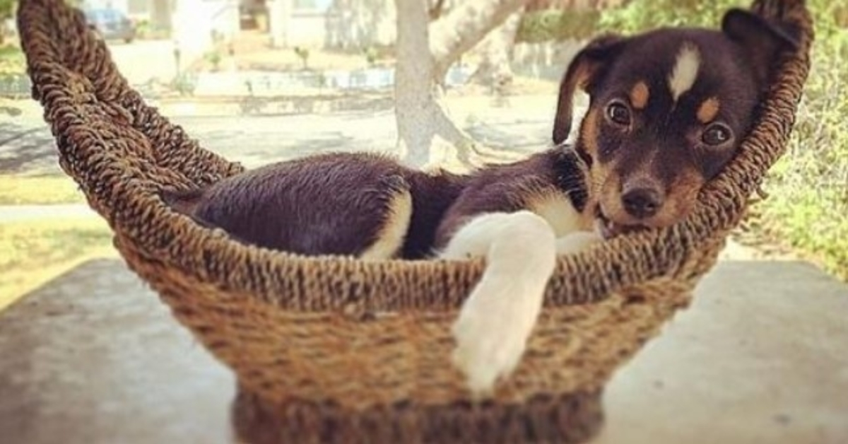 Woman Adopts Puppy That Kept Getting Sent Back To Shelter, Learned She’s No Ordinary Dog