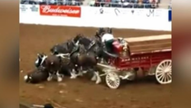 Photo of Clydesdale Horses Collapse During Arena Show And Gorgeously Rise Up After Fall
