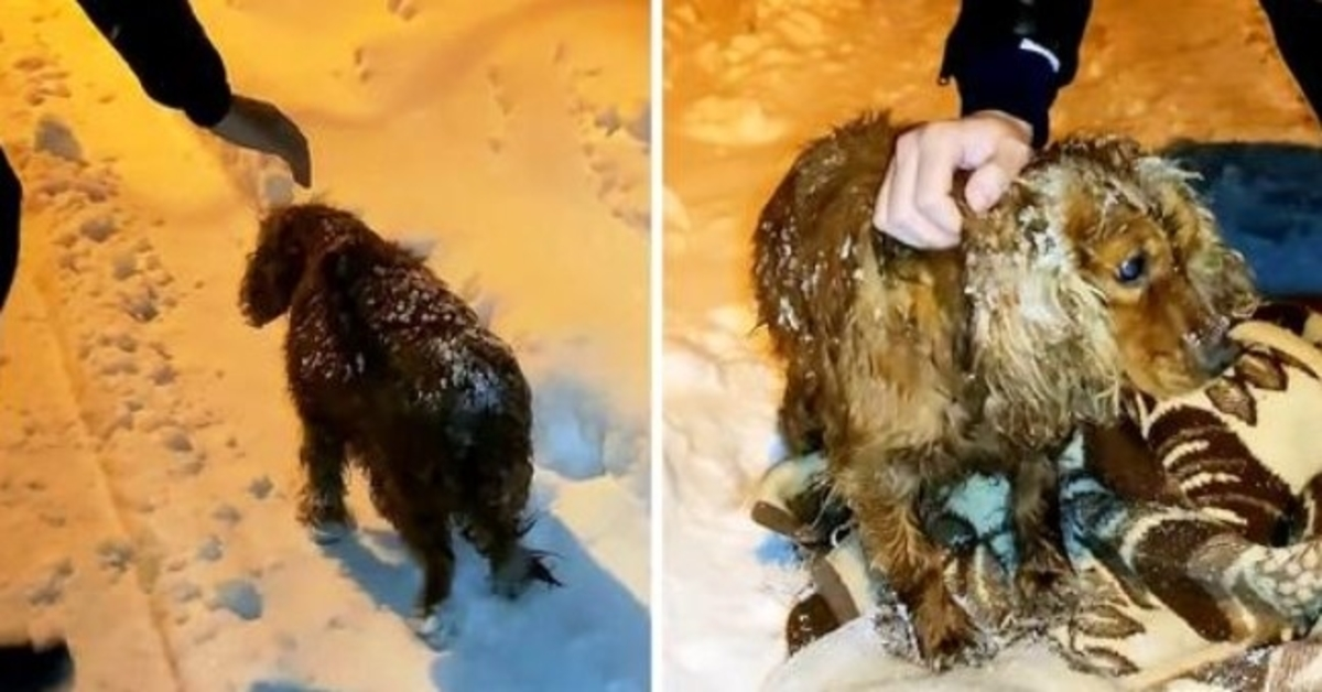 Dog Left To Die Outside In The Snow Walks Down The Road With His Last Strength