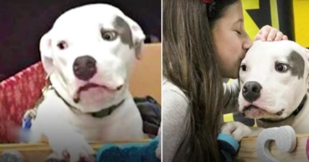 Abused Pit Bull Sees His Brother Again, Begs Him To Comfort His Broken Spirit