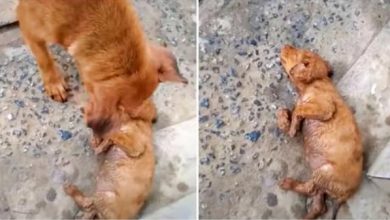 Photo of Dog That Can’t Rouse Baby Wails At Strangers, Woman Stopped To Separate Them