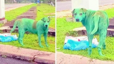 Photo of Dog Found Crying After Criminals Painted The Hungry Pup Green
