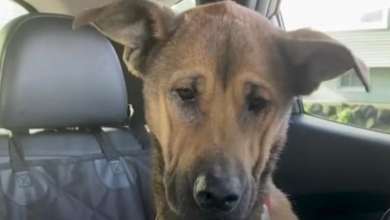 Photo of Dog On List For Euthanasia Slowly Learns To Trust Her Family