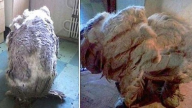 Photo of They Found A Dog Alone In Kitchen, ‘Relieved’ After 4 Trash Bags Of Fur Were Shaved Off