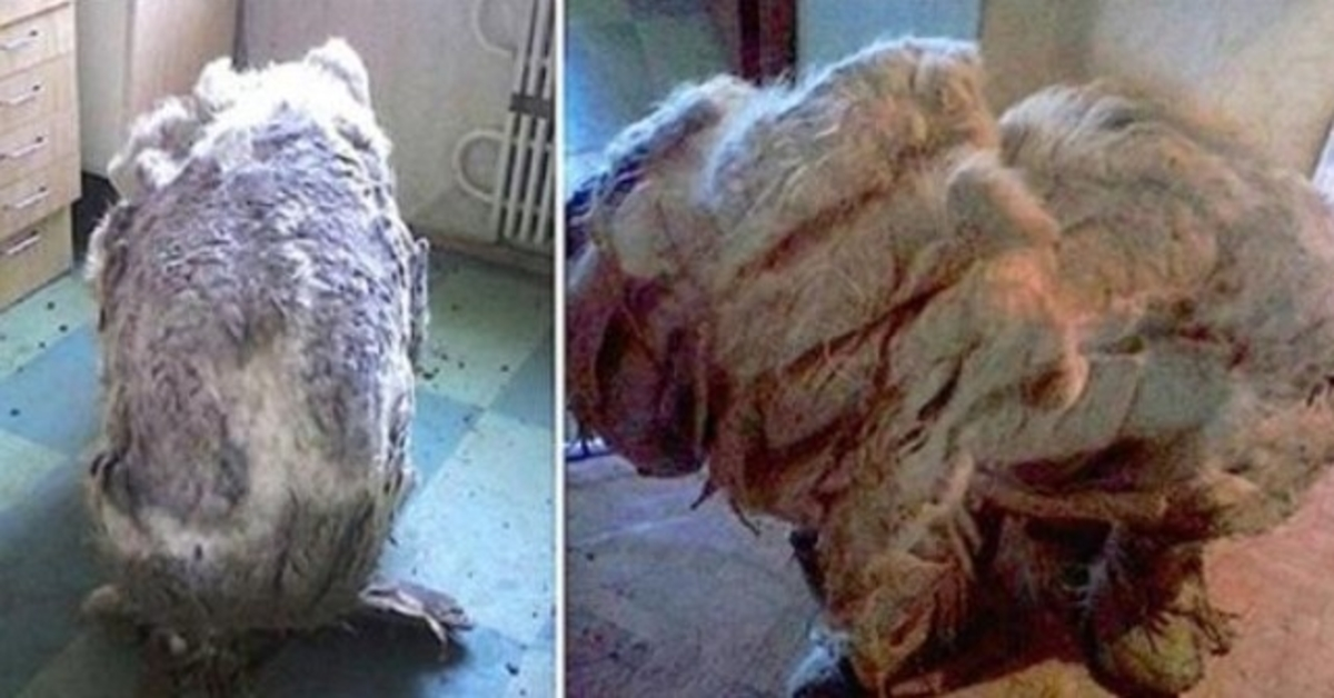 They Found A Dog Alone In Kitchen, ‘Relieved’ After 4 Trash Bags Of Fur Were Shaved Off