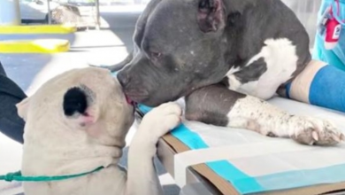 Photo of Dad Died Leaving Pit Brothers Alone, 1 Comforts The Other Before Surgery