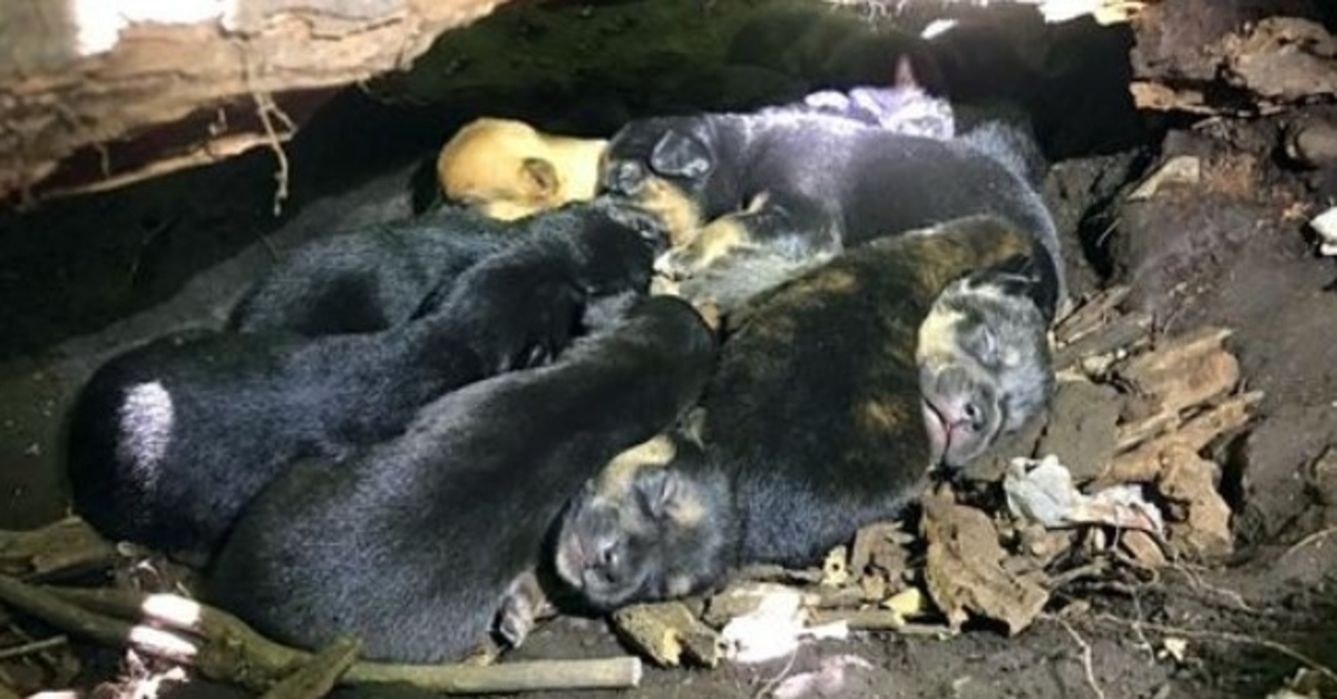 Despite Her Broken Leg, Mama Dog Carried All 13 Pups To The Safest Hiding Spot