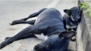 Photo of Baby Fell Asleep On Curb Watching Over Mom, Won’t Budge Even As Hunger Set In
