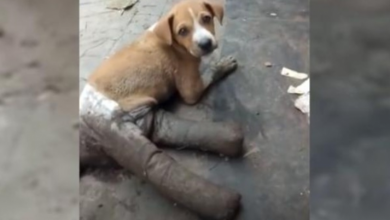 Photo of Puppy Had Her Legs All Bandaged Up Before Being Abandoned On The Street