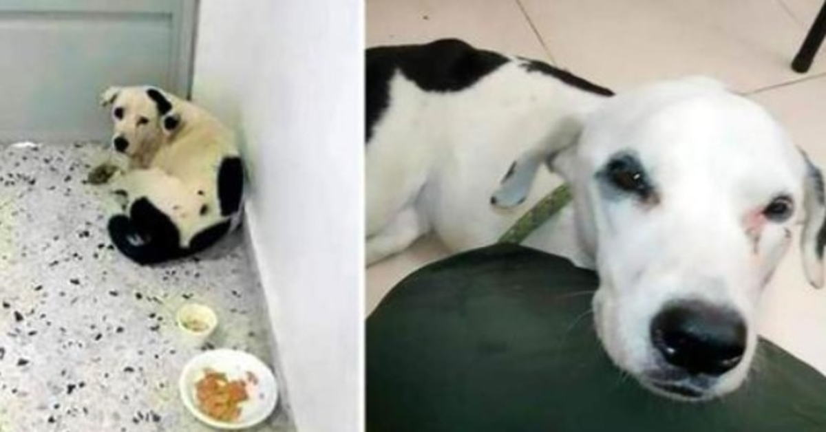 Sad & Abandoned At The Airport He Died Alone & Heartbroken