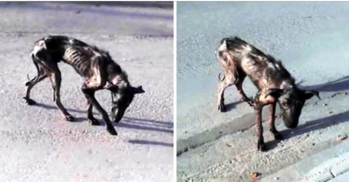 He Suffered Alone & Became A ‘Sack Of Bones’ As No One Would Give Him Any Food