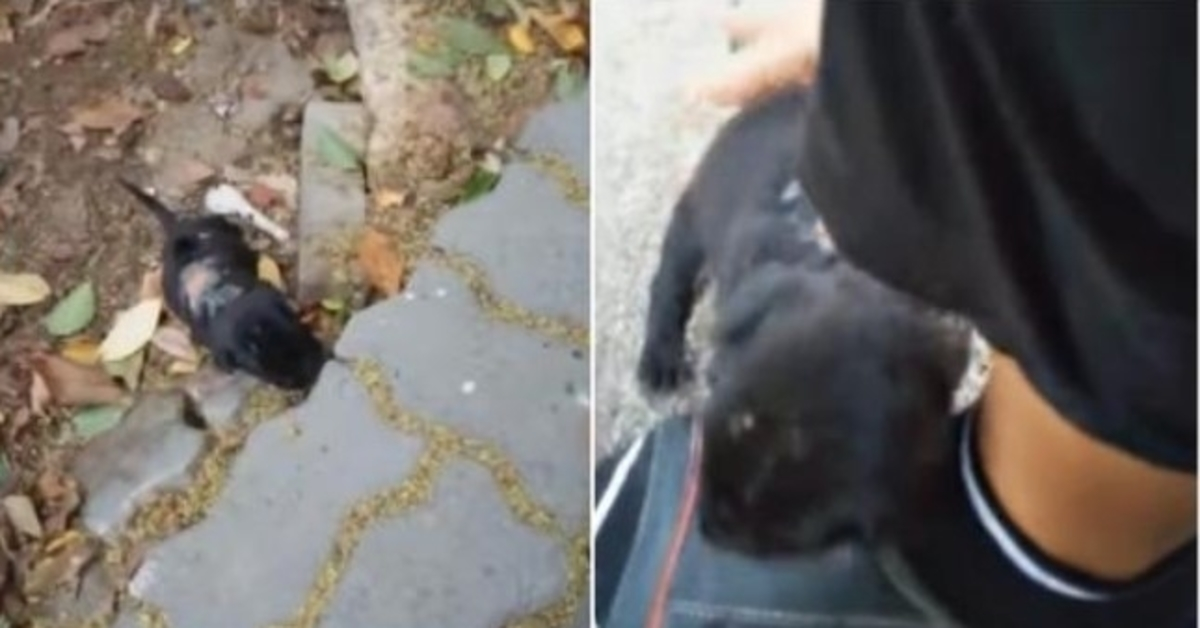 Tiniest Wounded Puppy Hears Her Voice, Comes Into Yard & Begs For Help