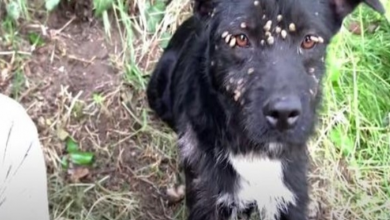 Photo of Abandoned Sad Dog Covered with Ticks and Tied to Post Rescued