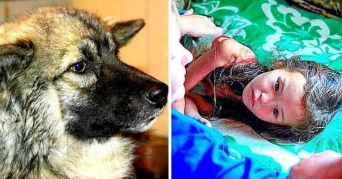 Faithful Dog Kept Lost 3-Yr-Old Alive For 12 Days In Savage Siberian Wilderness