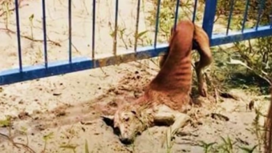 Photo of Stray Stuck In Fence Sheds Tears As Voices Near, But They Can’t Move Her Bodyy