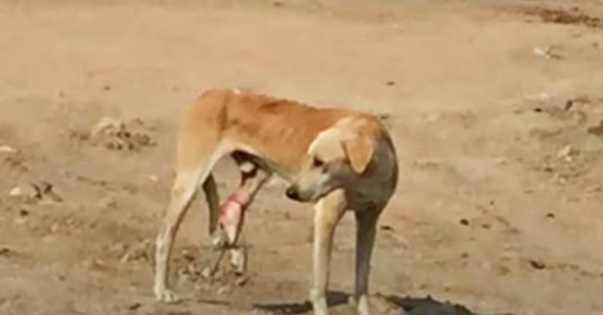 Hungry Street Dog With Trapped Leg Can’t Understand His Pain & They Walk By Him