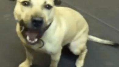 Photo of Pit Bull Rescued From A Fighting Ring Is Given His First Snack, And ‘Loses His Mind’