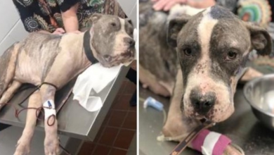 Photo of Starved Dog “Within One Hour Of Death” Breaks Free Of Heavy Chain & Seeks Help