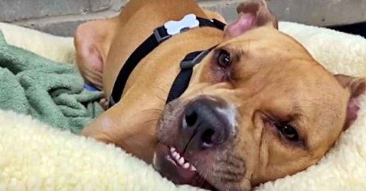 Even With 4 Paralyzed Legs, Unwanted Pit Bull Still Kept His Fighting Spirit